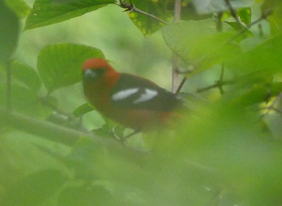 Ak Kanatlı Piranga - ML646117297