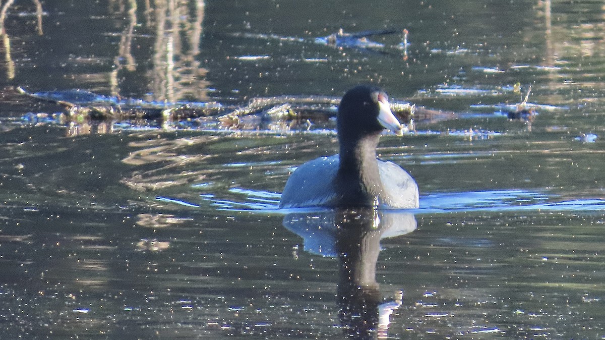 American Coot - ML646117298