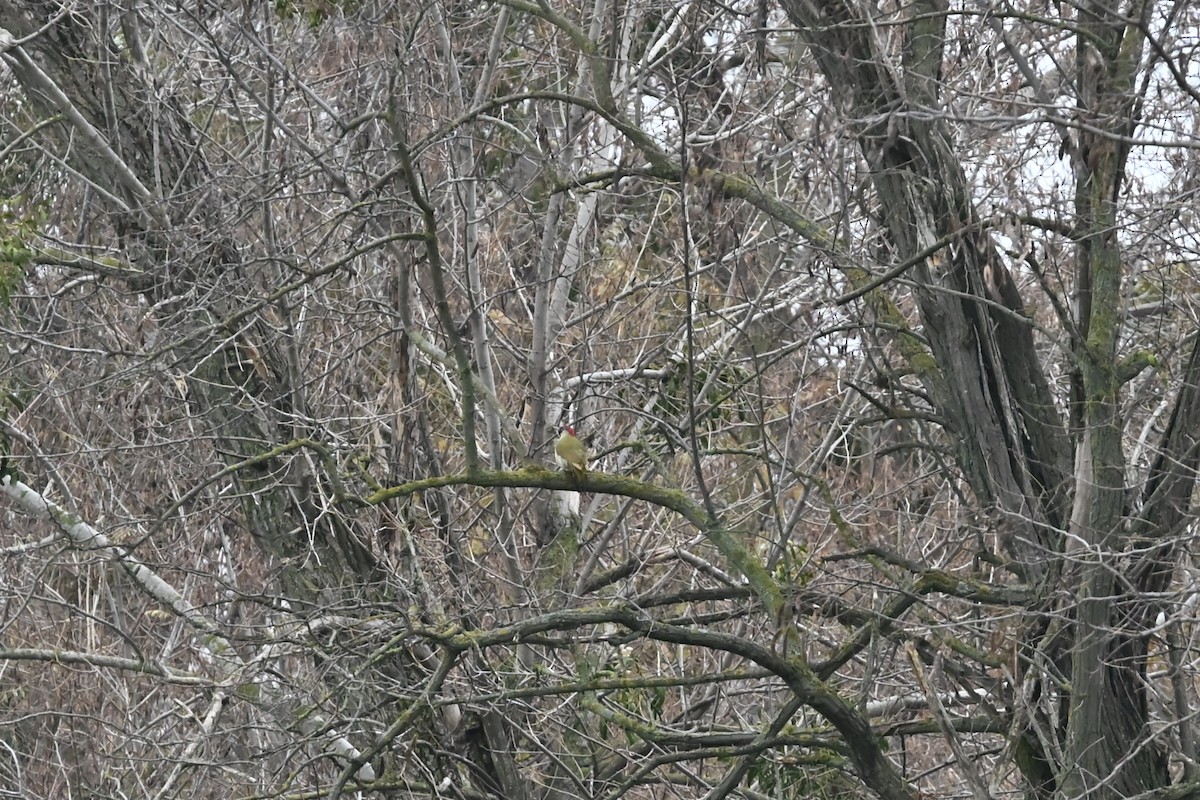 žluna zelená - ML646117299