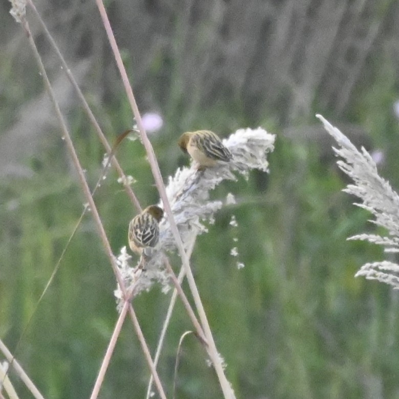 Baya Weaver - ML646117310