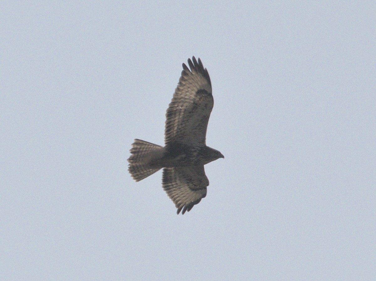 Common Buzzard - ML646117311