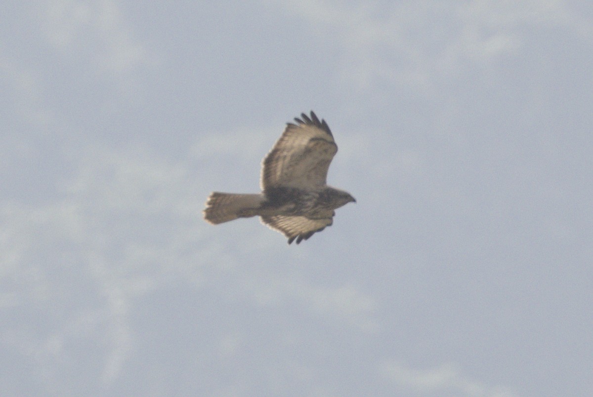 Common Buzzard - ML646117312