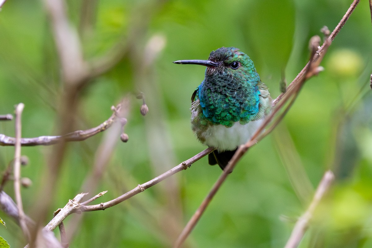 Snowy-bellied Hummingbird - ML646117314