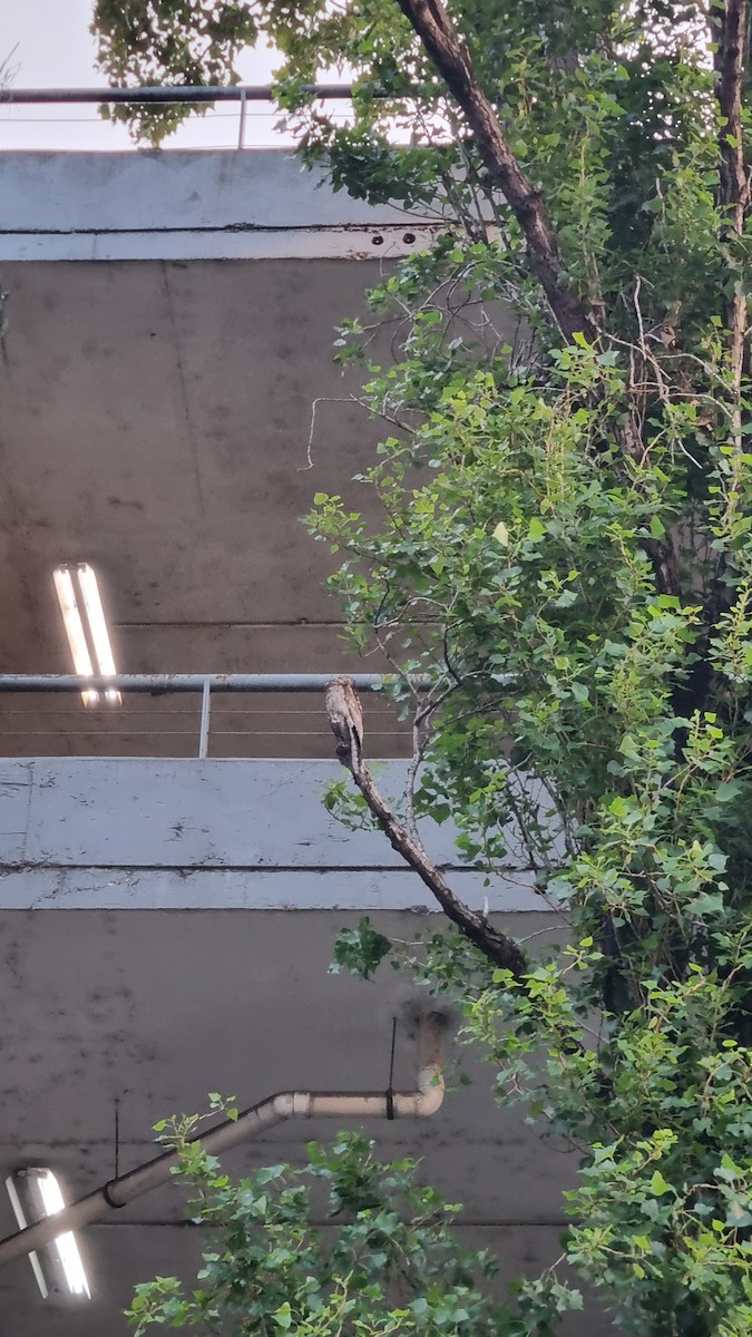 Common Potoo - ML646117315