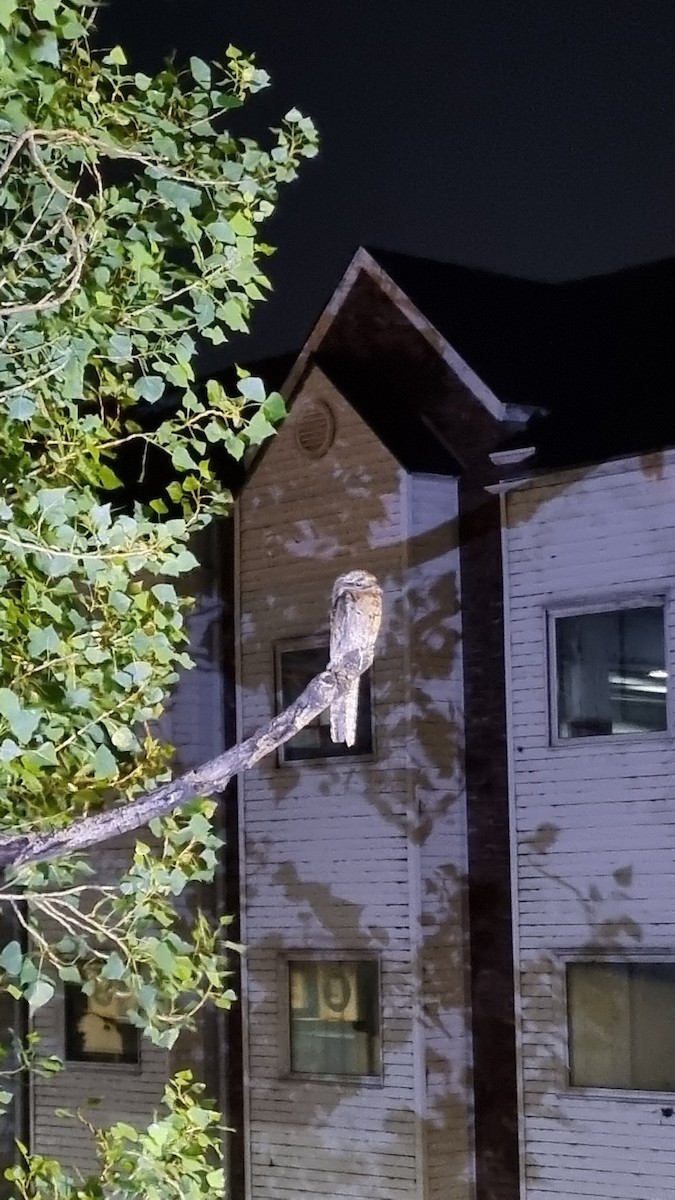 Common Potoo - ML646117316