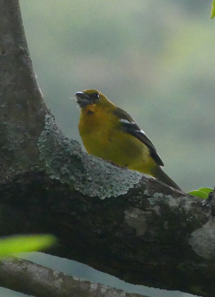 Ak Kanatlı Piranga - ML646117317