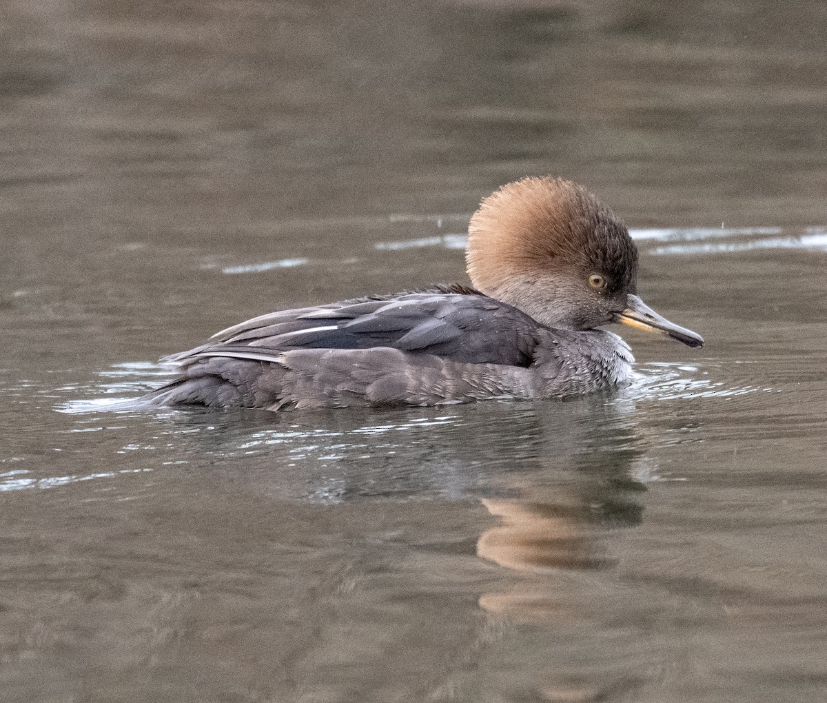 Hooded Merganser - ML646117318
