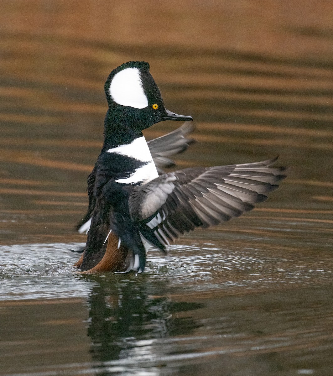 Hooded Merganser - ML646117319
