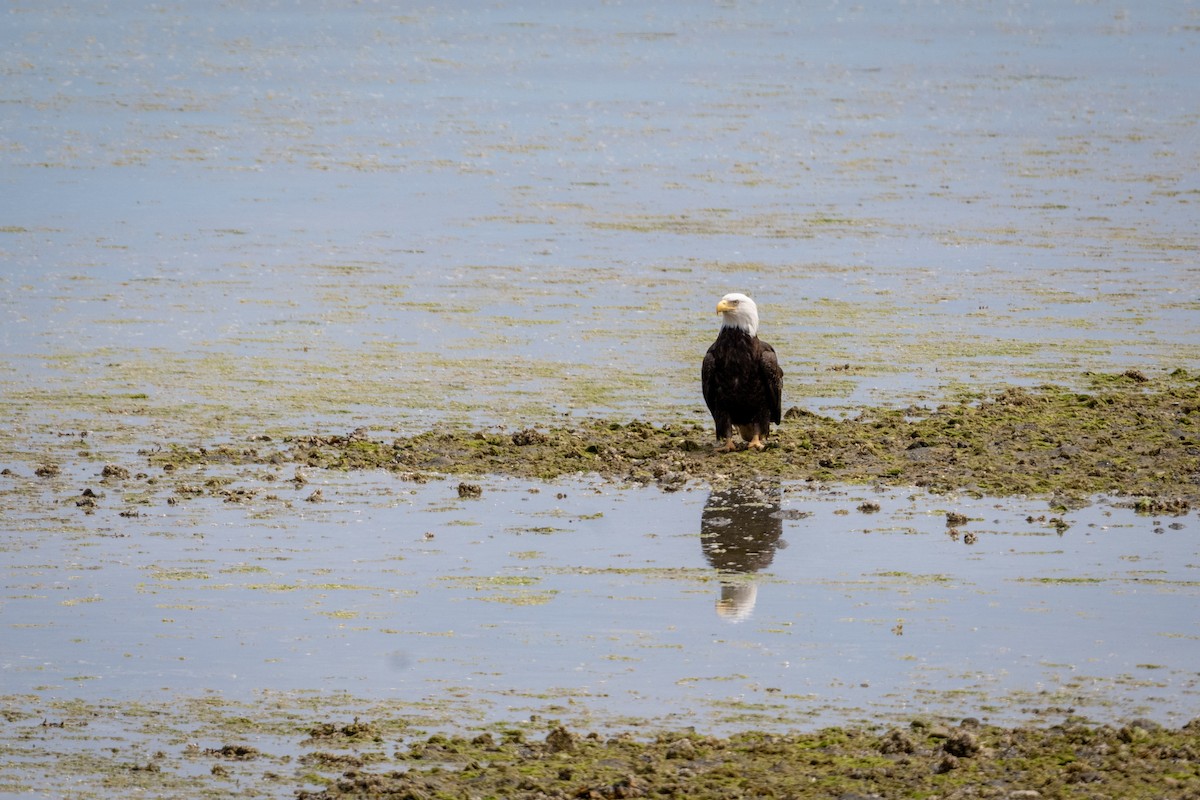 Bald Eagle - ML646117320