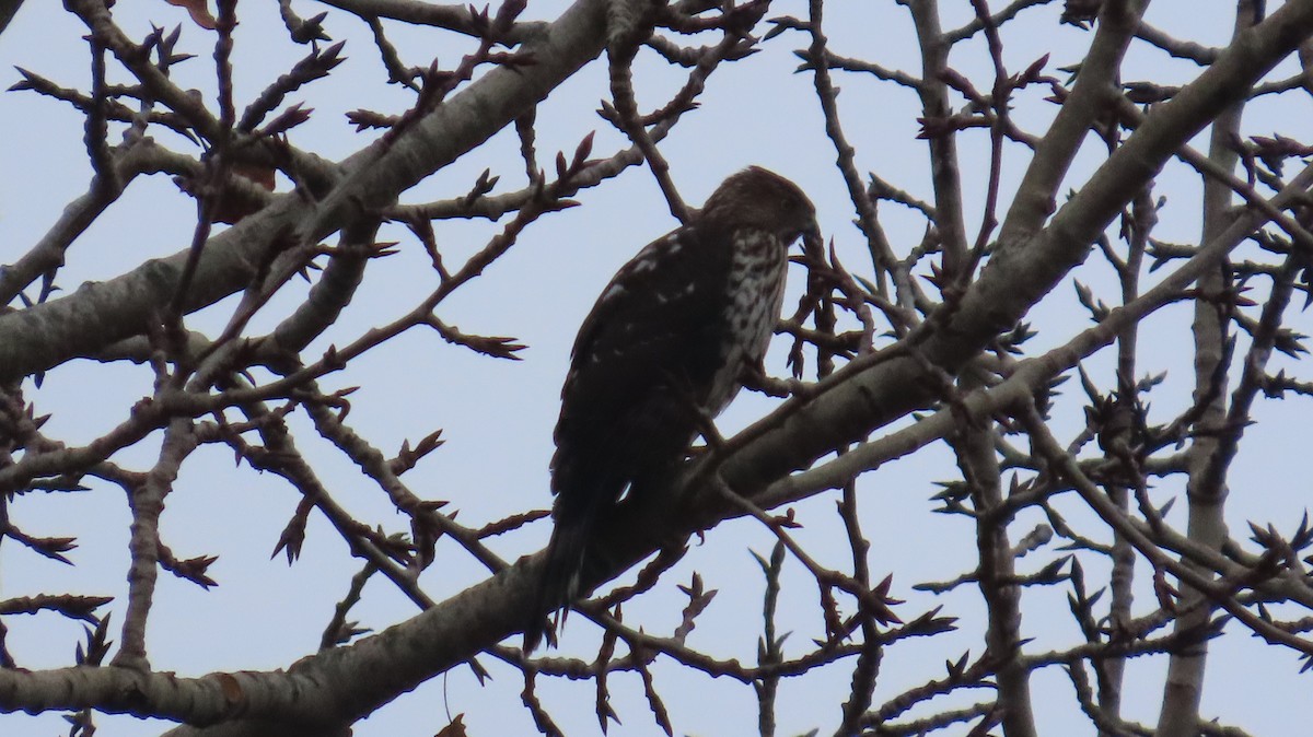 Rundschwanzhabicht - ML646117327