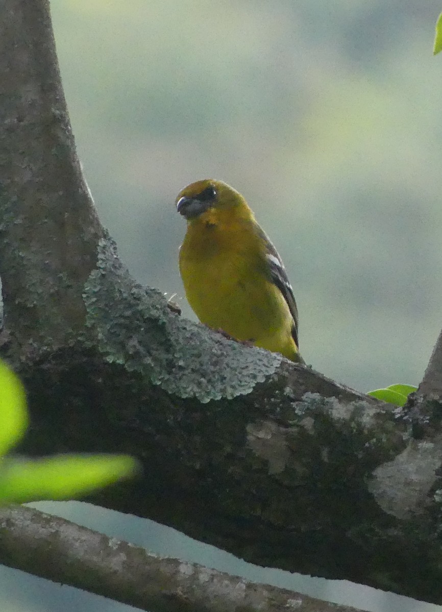 Ak Kanatlı Piranga - ML646117329