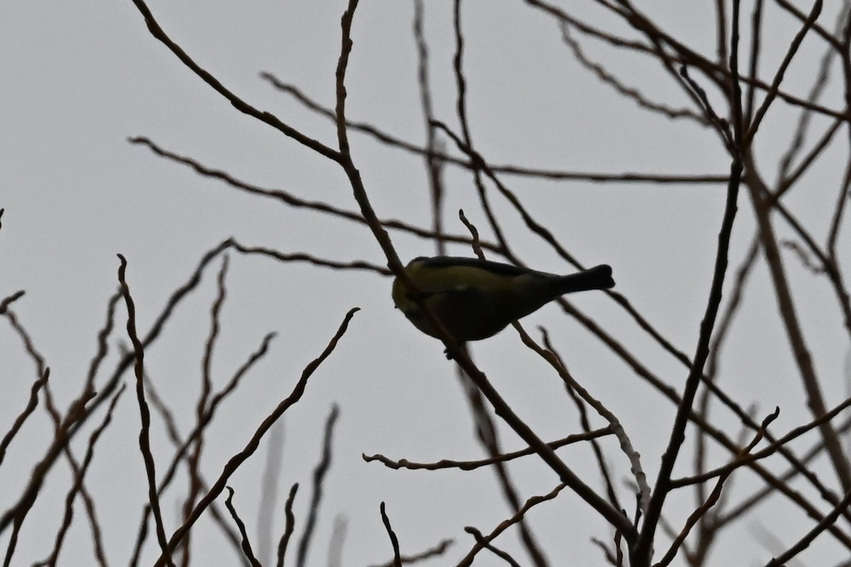 Eurasian Blue Tit - ML646117334