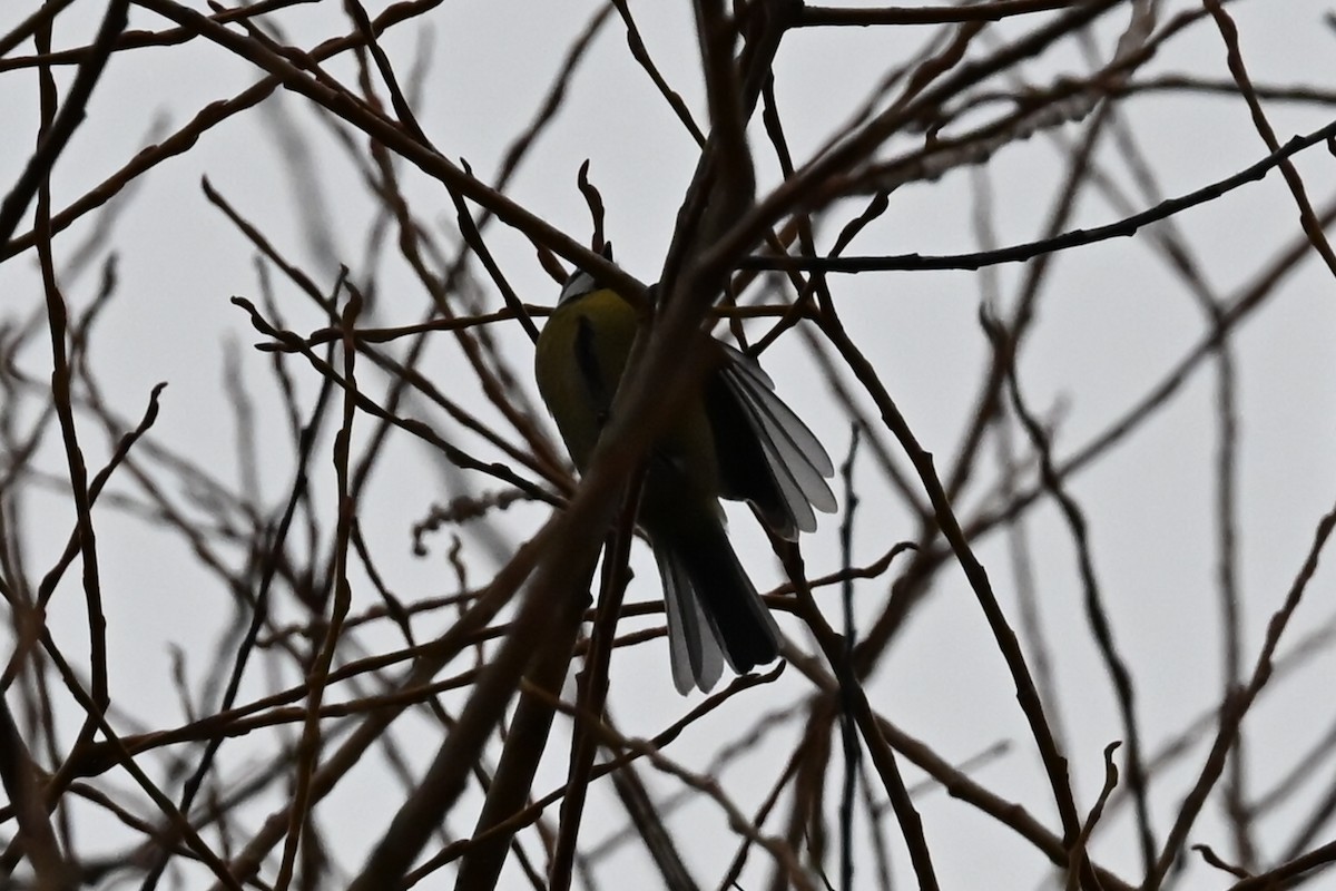 Eurasian Blue Tit - ML646117335