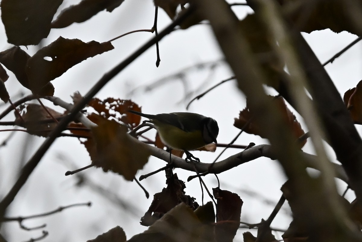 Eurasian Blue Tit - ML646117336