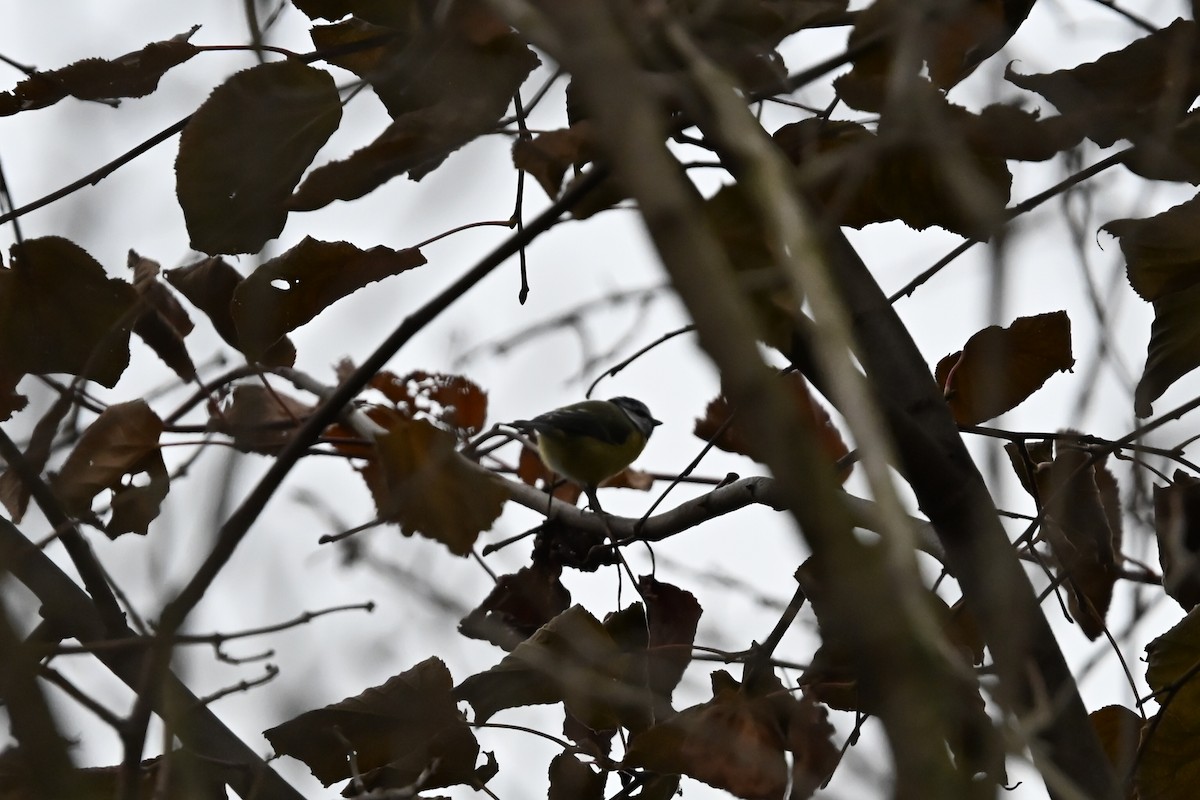 Eurasian Blue Tit - ML646117337