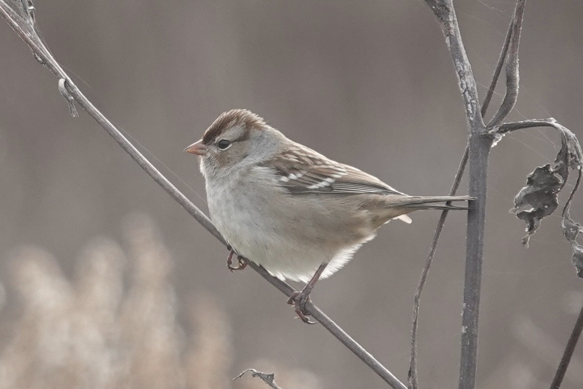 White-crowned Sparrow - ML646117338