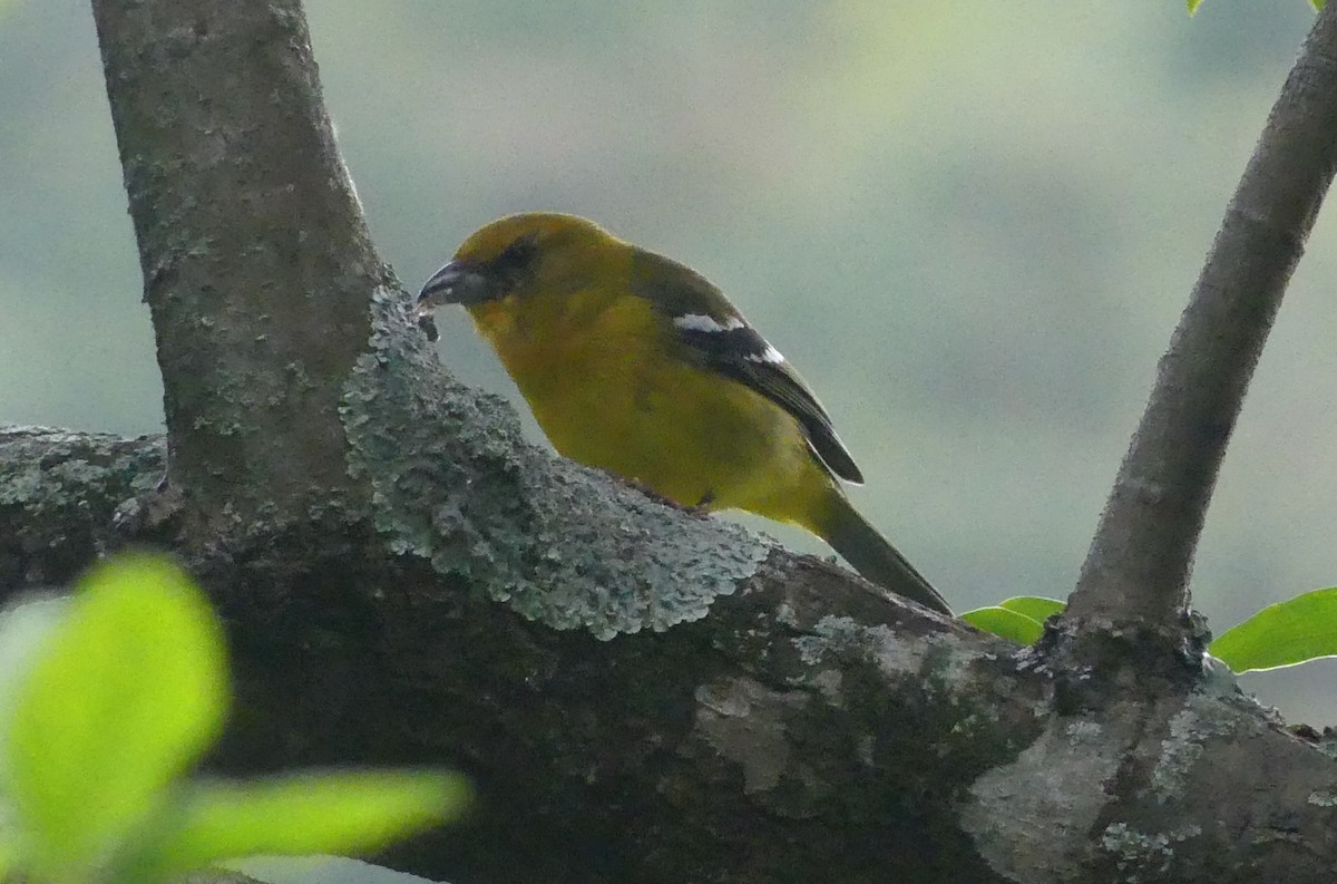 Ak Kanatlı Piranga - ML646117339