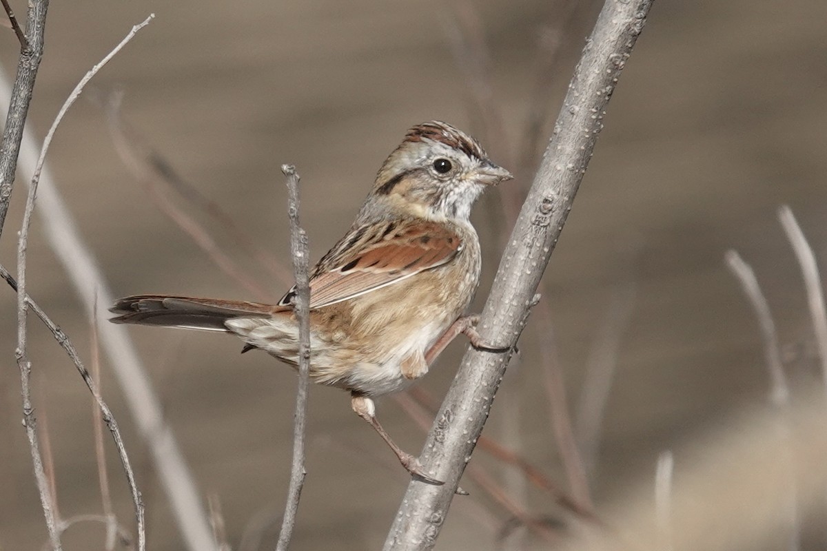 Swamp Sparrow - ML646117366