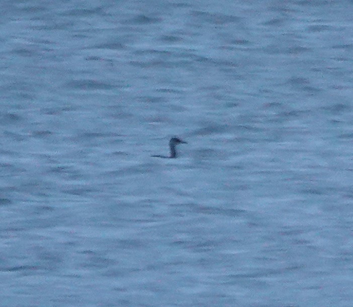 Пірникоза сірощока - ML646117375