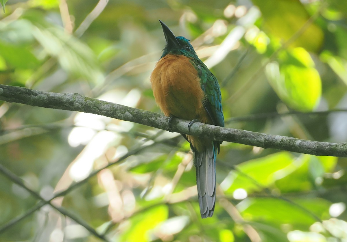 Great Jacamar - ML646117380