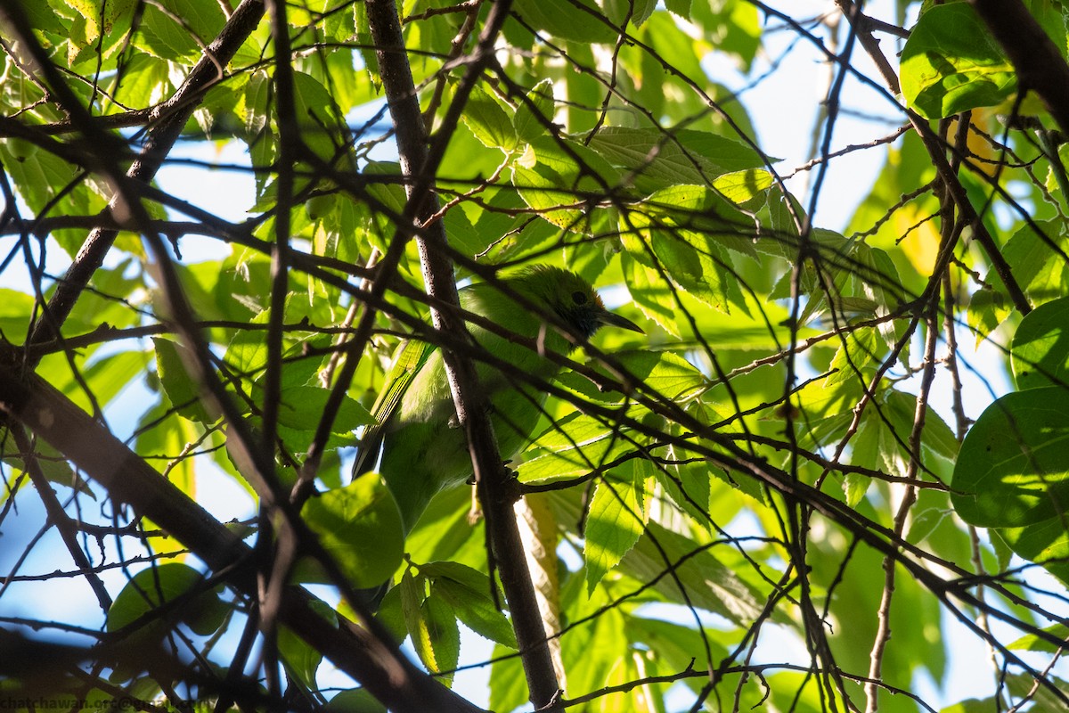 Золотолобая листовка - ML646117385