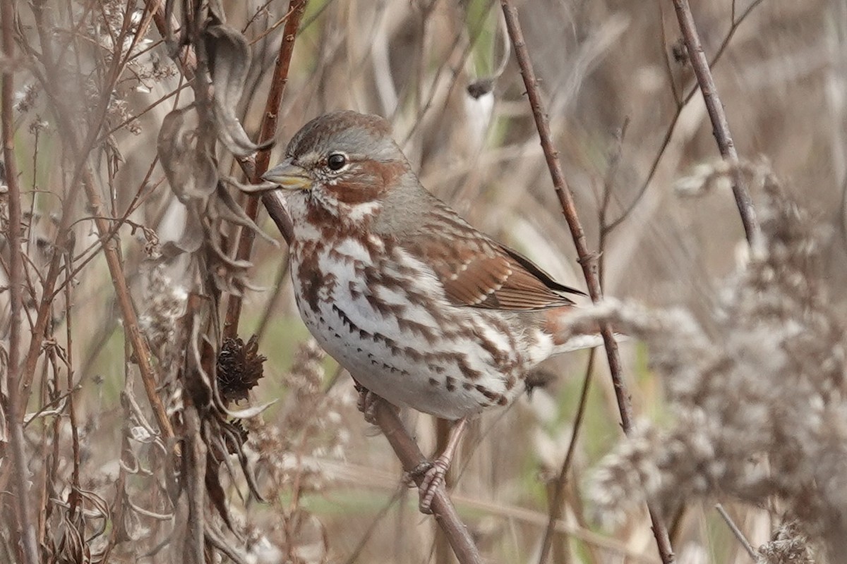 Fox Sparrow - ML646117386