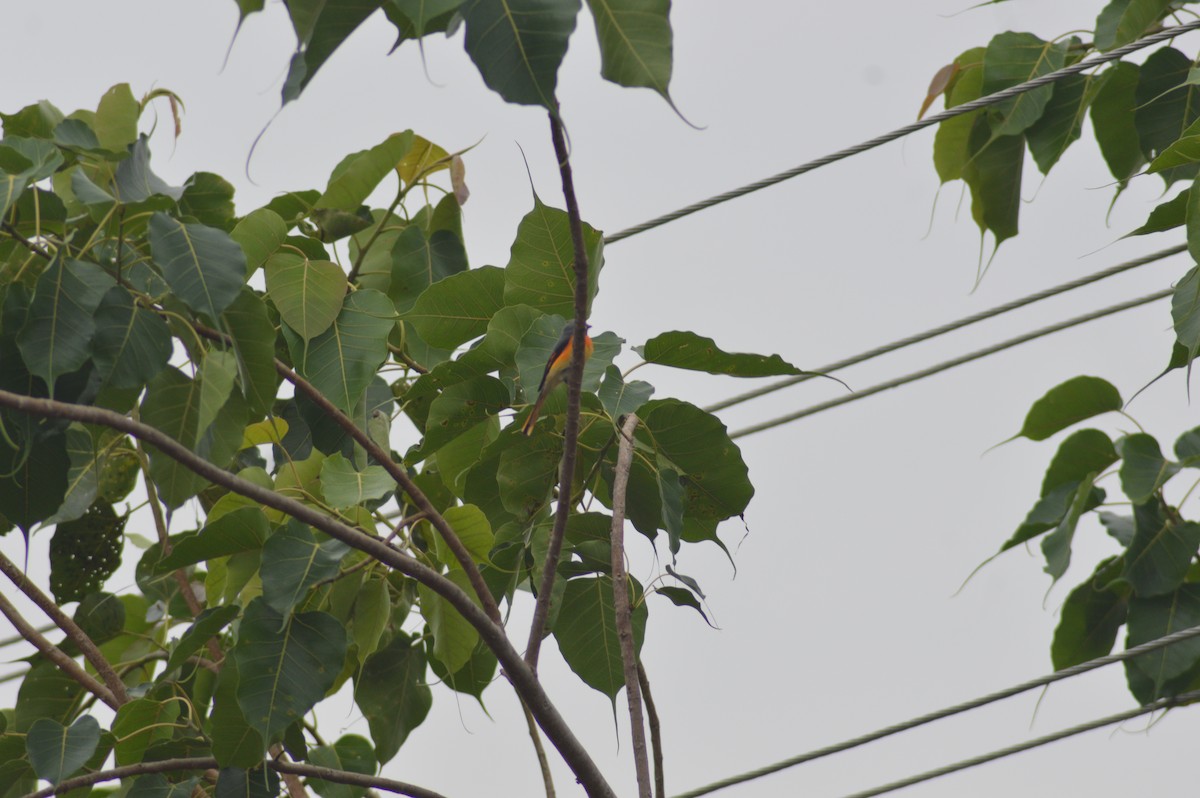 Zwergmennigvogel - ML646117387