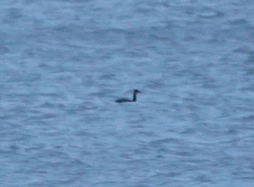 Пірникоза сірощока - ML646117391