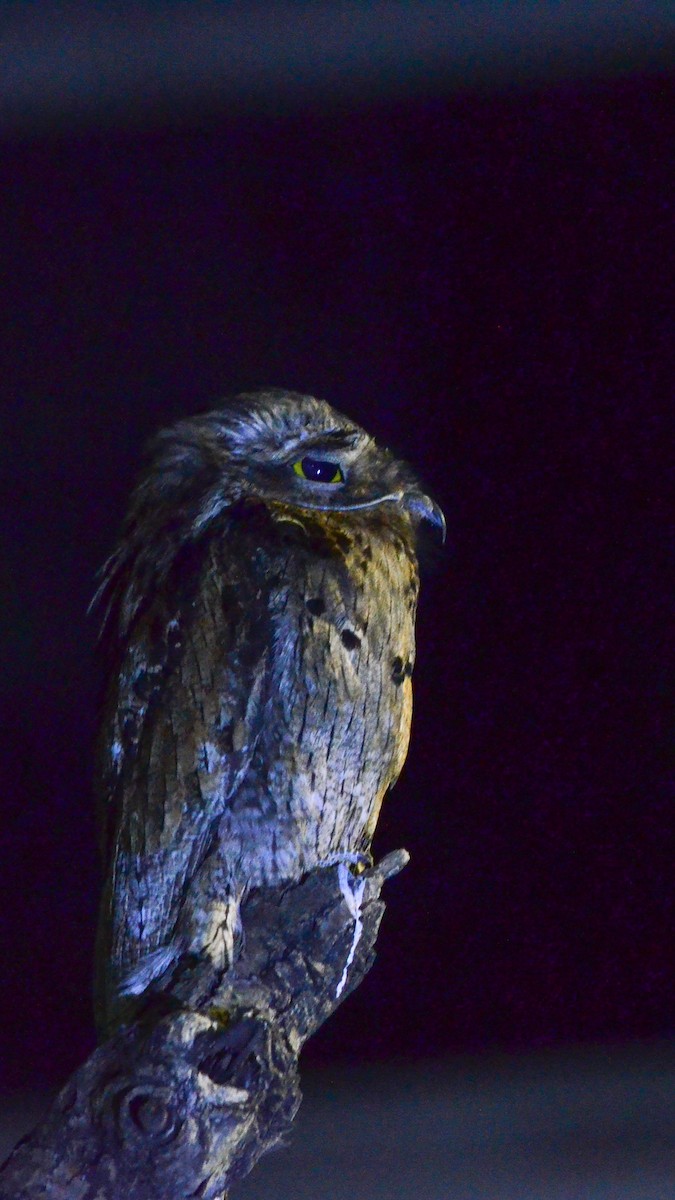 Common Potoo - ML646117404