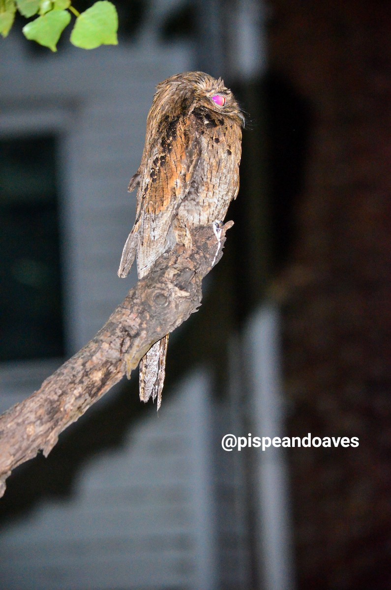 Common Potoo - ML646117406