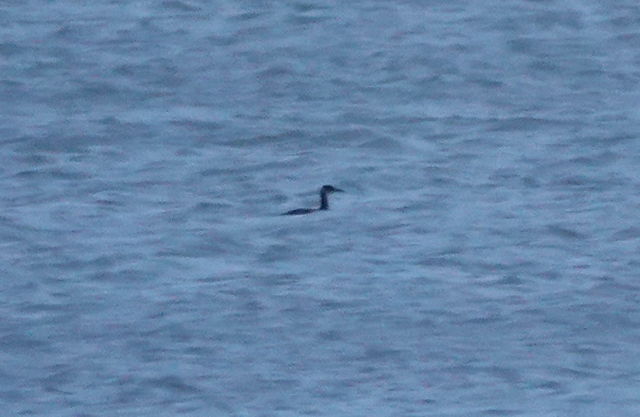 Пірникоза сірощока - ML646117414