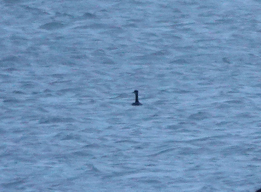 Пірникоза сірощока - ML646117417