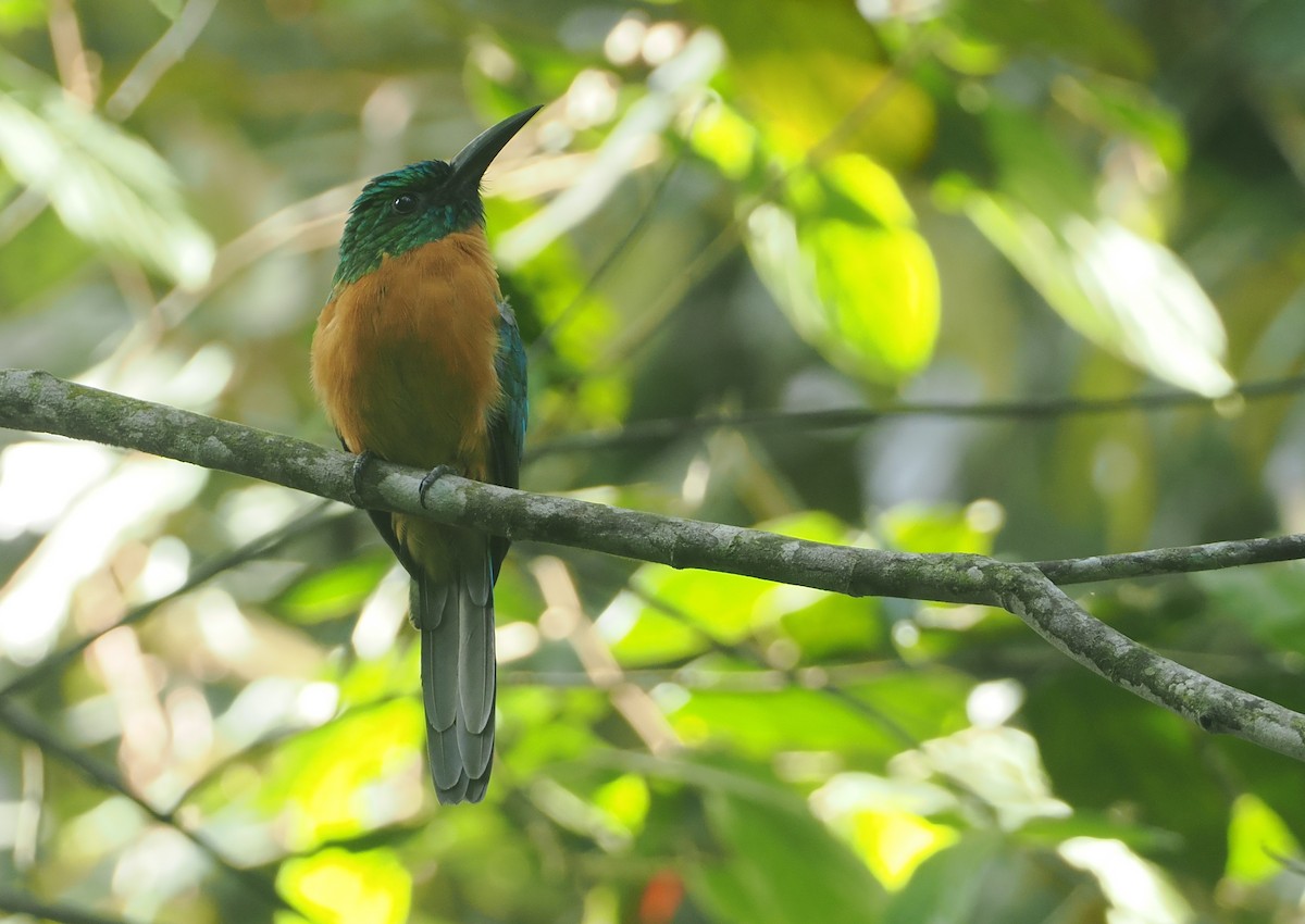 Great Jacamar - ML646117418