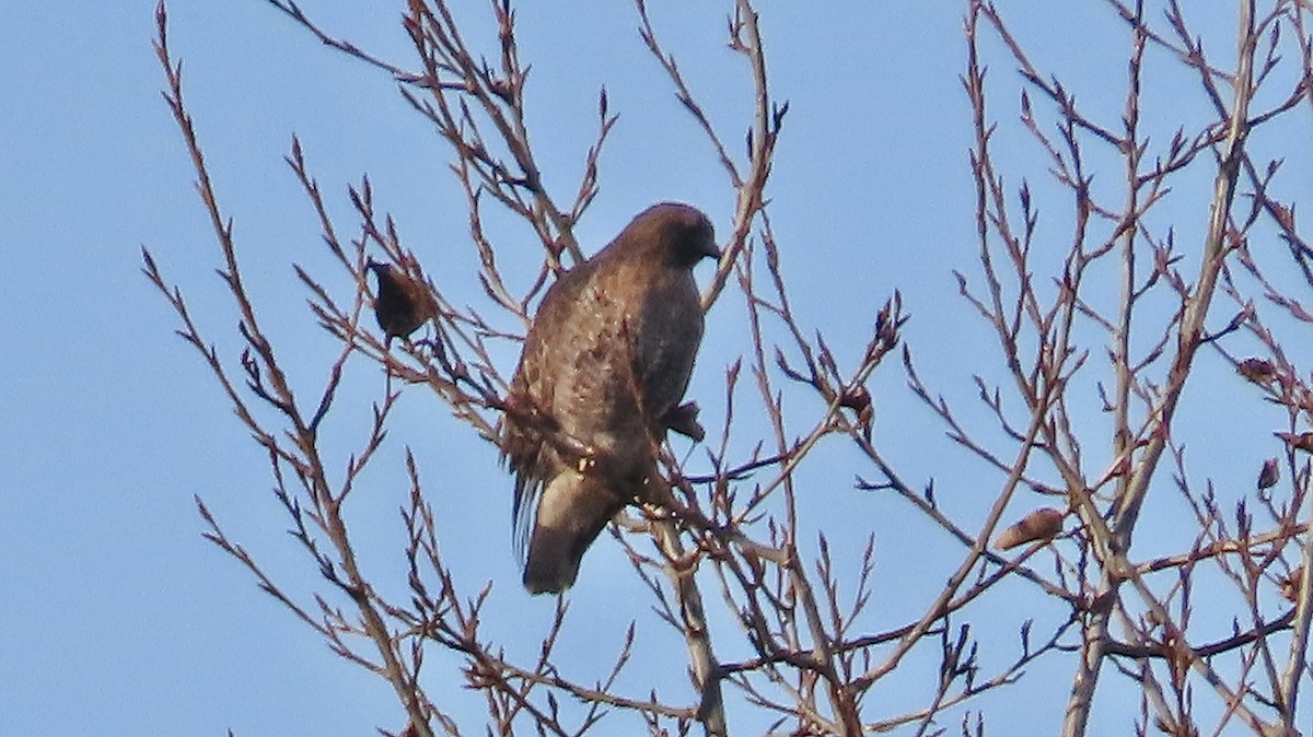 Rundschwanzhabicht - ML646117420