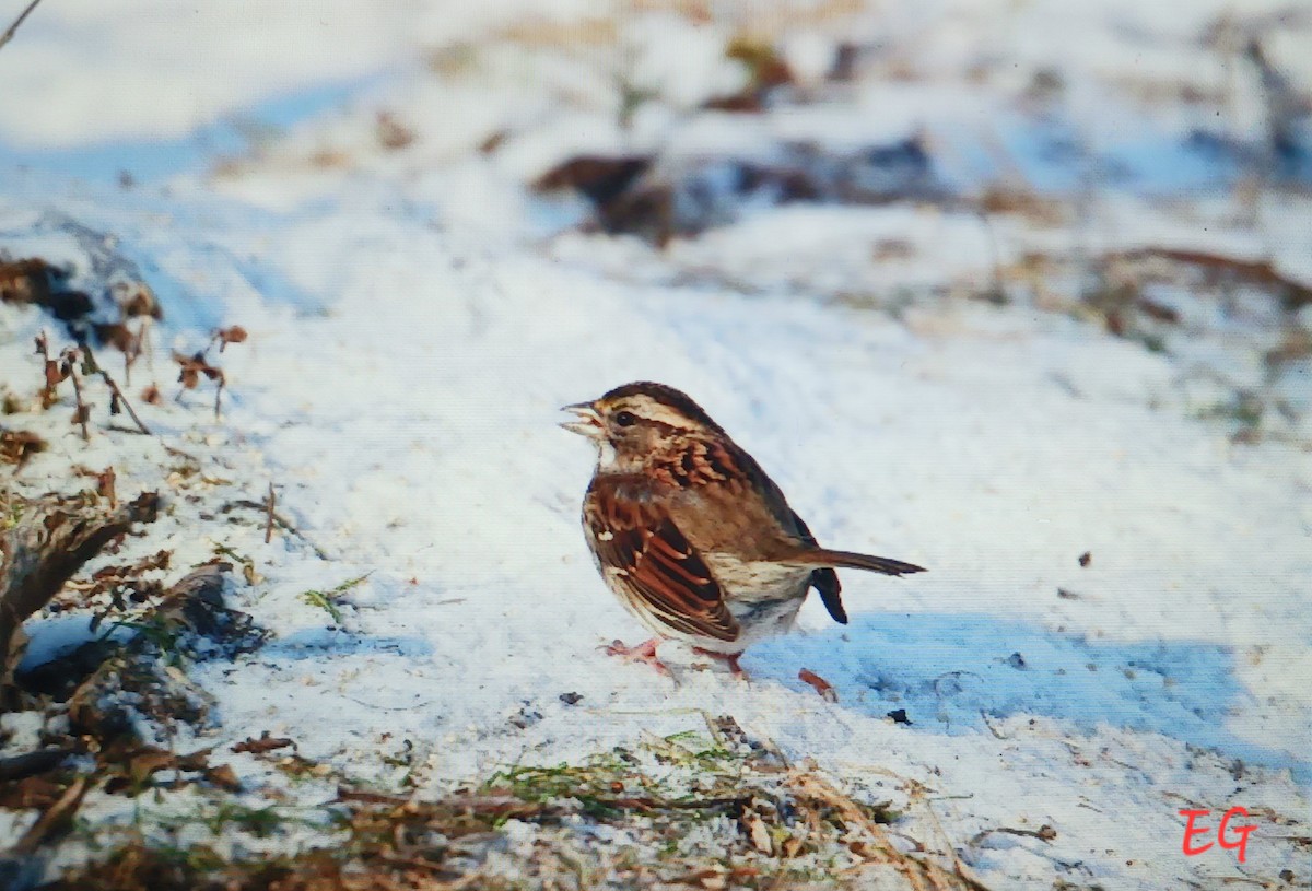 White-throated Sparrow - ML646117421