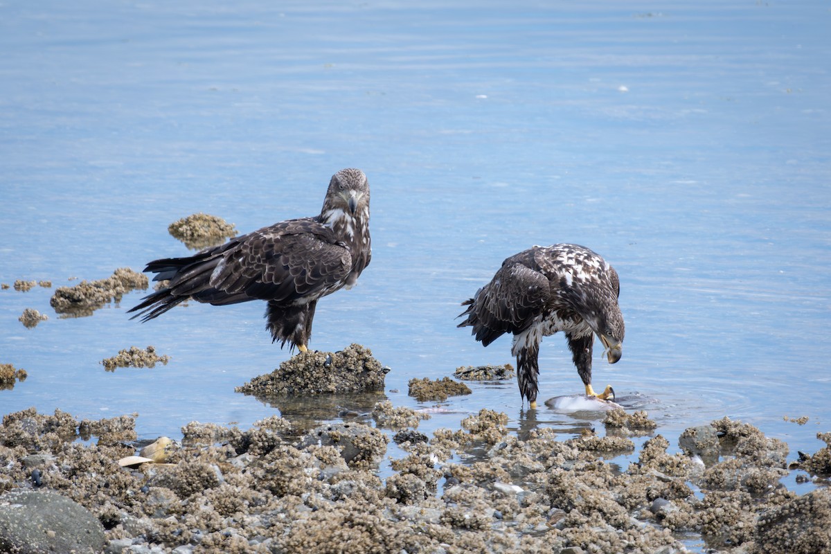 Bald Eagle - ML646117422
