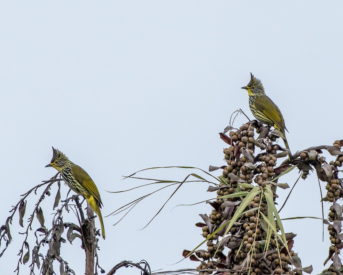 Striated Bulbul - ML646117424