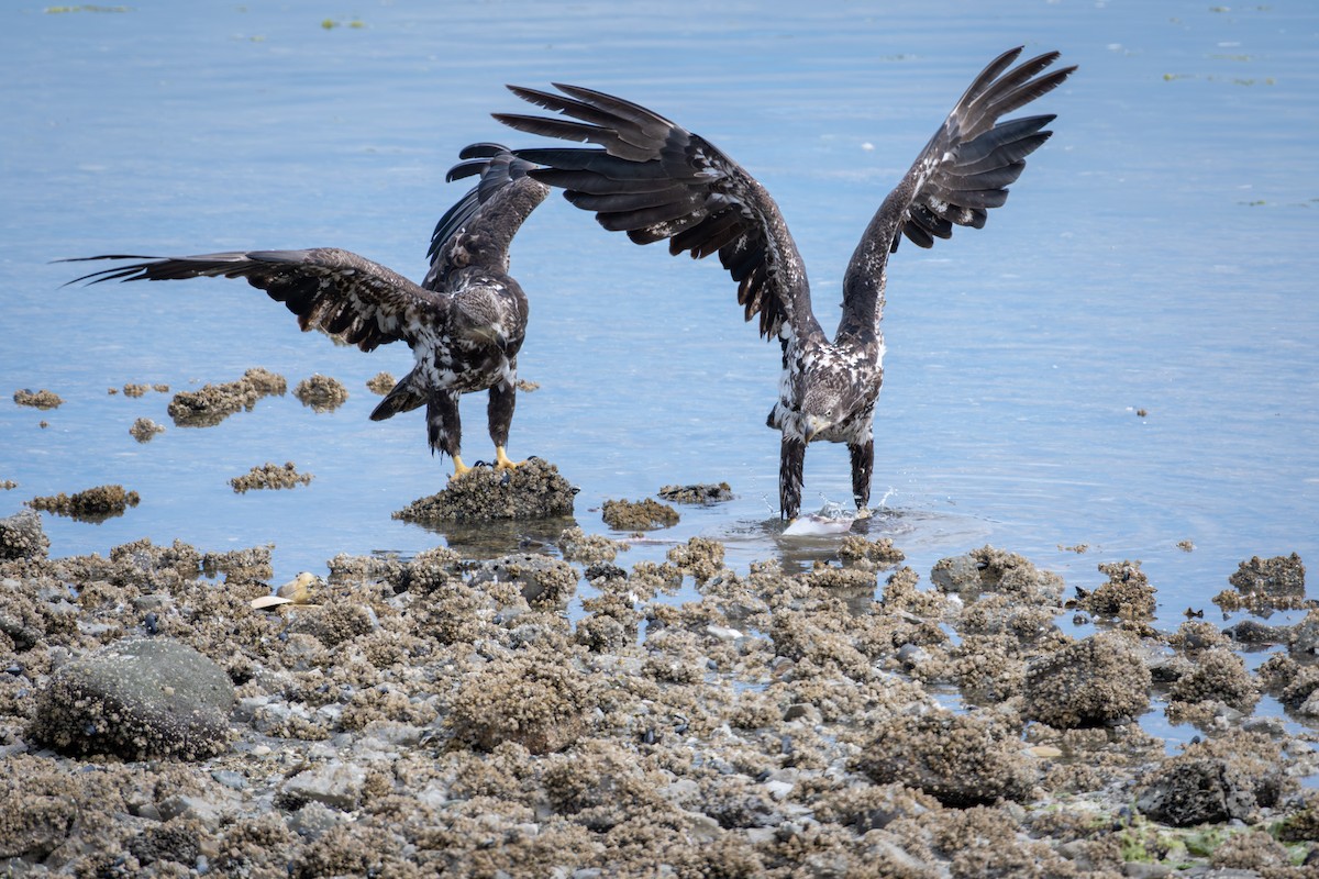 Bald Eagle - ML646117428