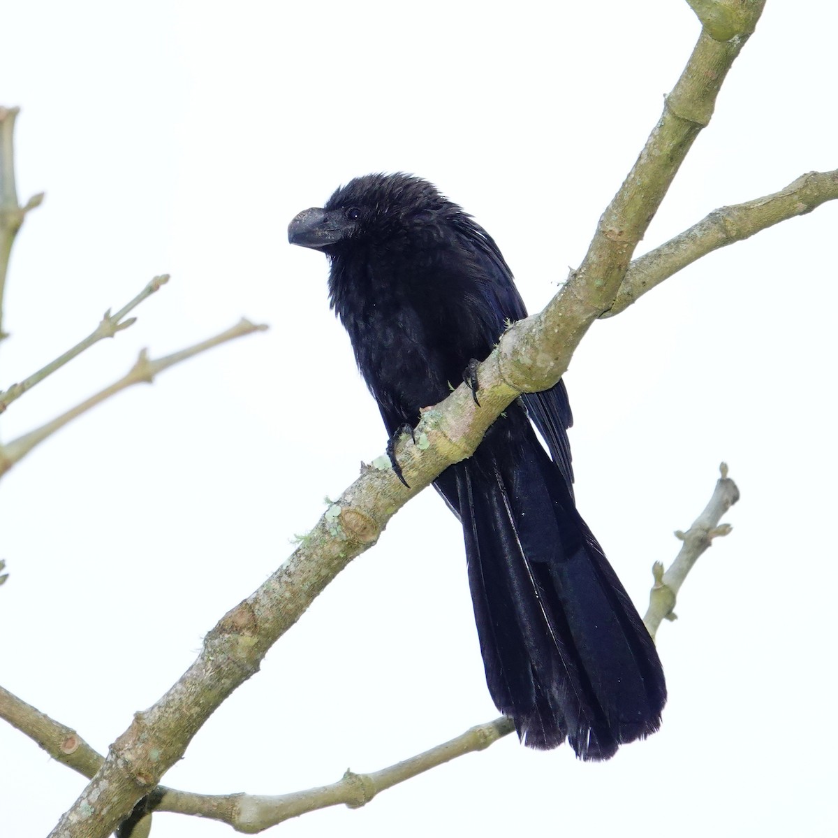 Smooth-billed Ani - ML646117429