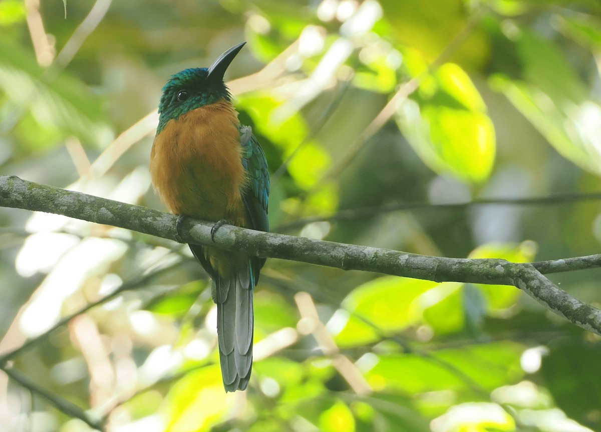 Great Jacamar - ML646117430