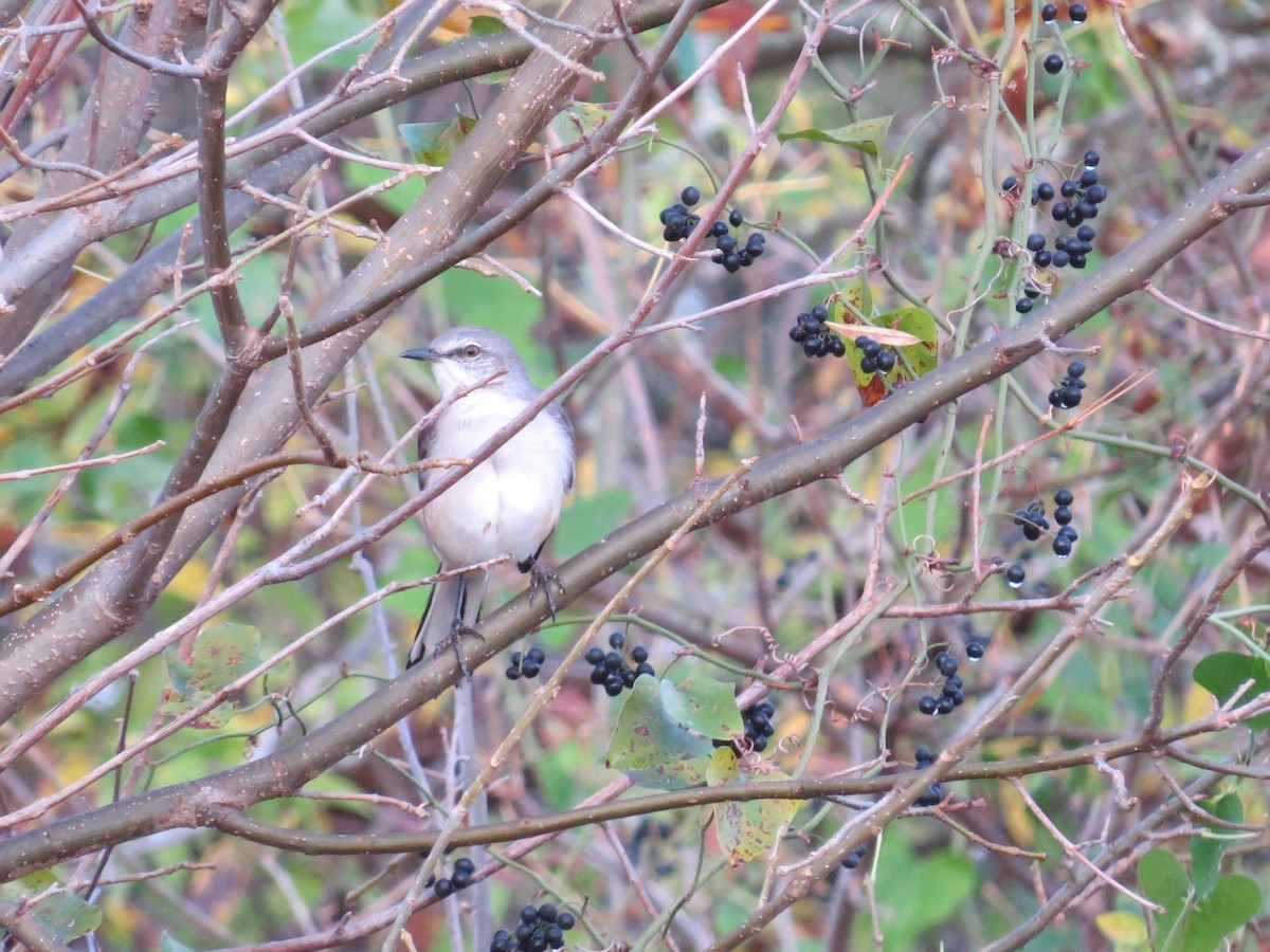 Northern Mockingbird - ML646117432