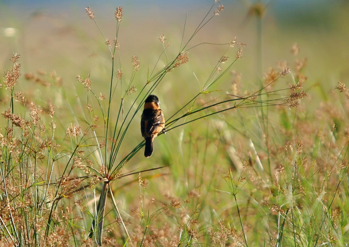 Rusty-collared Seedeater - ML646117433