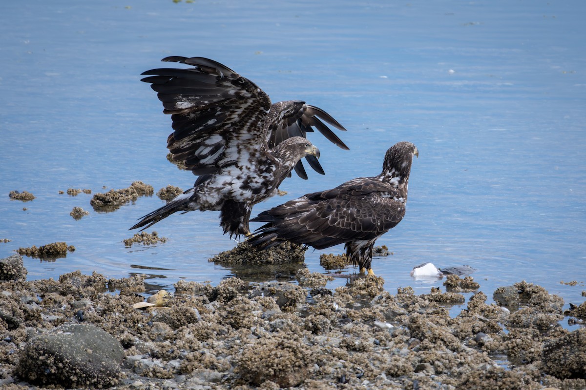 Bald Eagle - ML646117435
