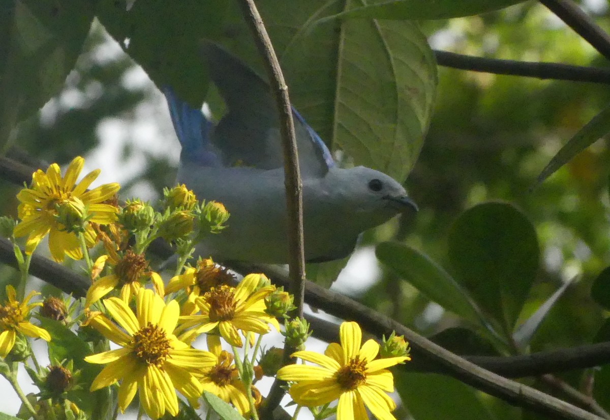 Blue-gray Tanager - ML646117438