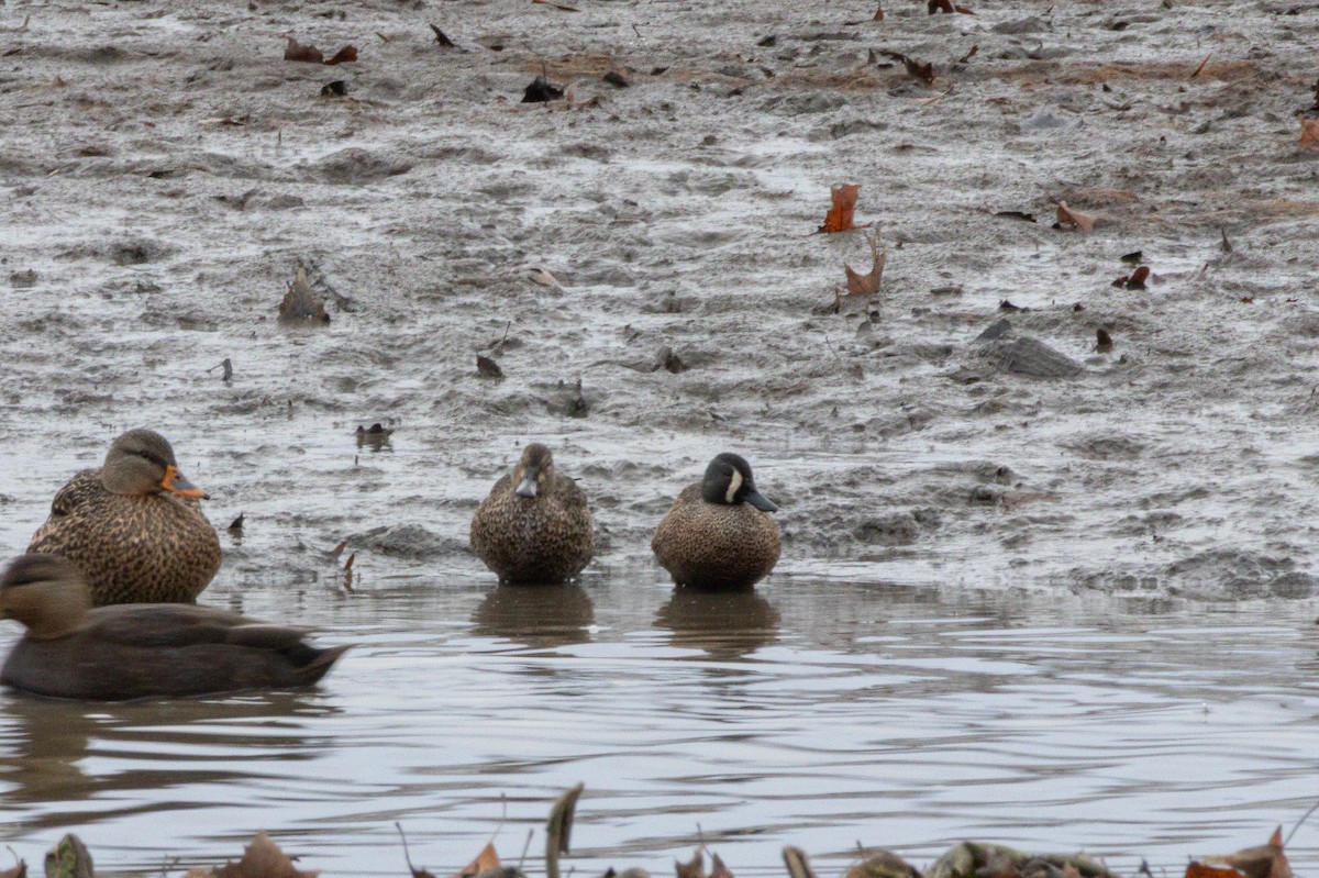 Blue-winged Teal - ML646117441
