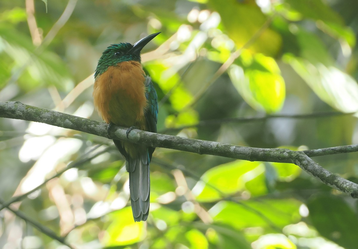 Great Jacamar - ML646117443