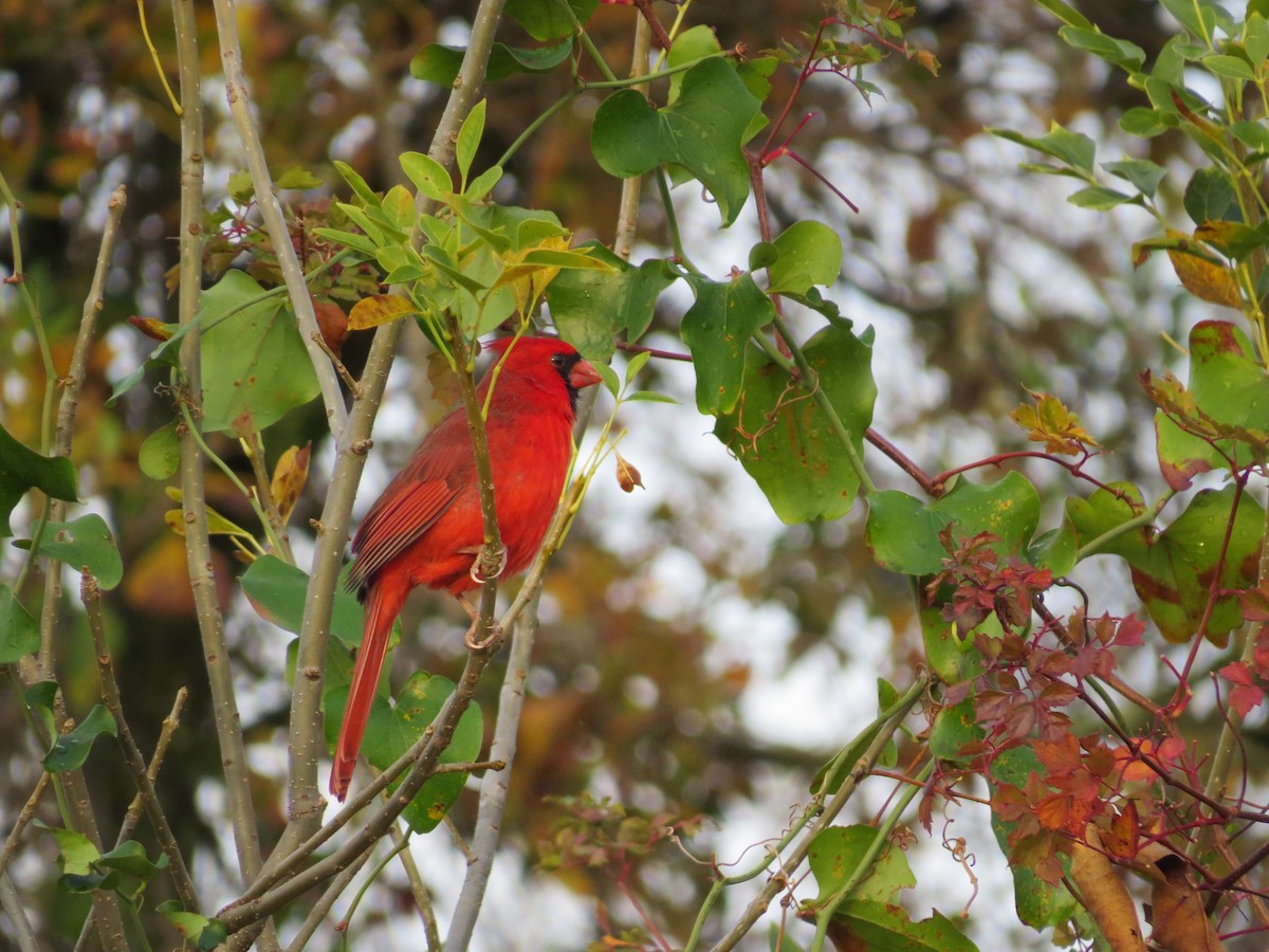 Northern Cardinal - ML646117445