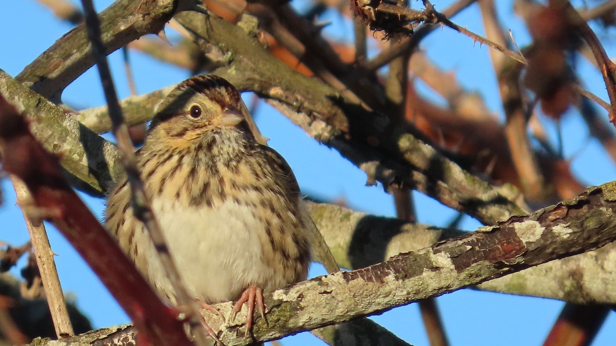 strnadec pruhohlavý - ML646117446