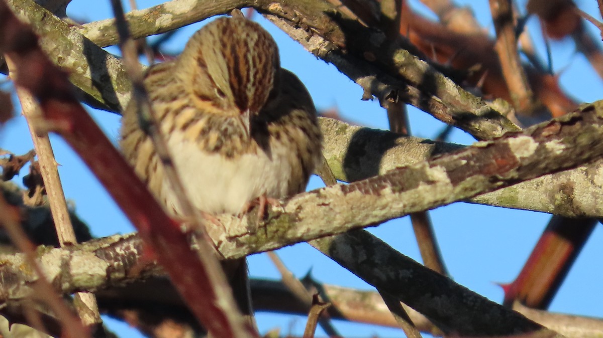 strnadec pruhohlavý - ML646117447