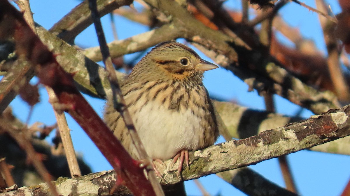 strnadec pruhohlavý - ML646117448